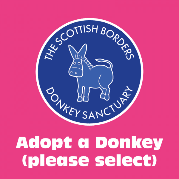 Adopt a donkey